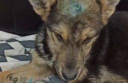 В Иркутске с остановки спасли щенка с пробитой головой