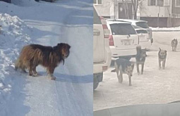 Напала на ребёнка: Улан-удэнцы массово жалуются на агрессивных псов