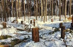 Жителей Бурятии возмутила вырубка леса возле Байкала