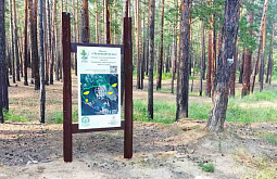 В окрестностях Улан-Удэ создаётся «необычный» лес