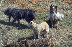 Умерщвление бродячих собак в Бурятии поставили на паузу
